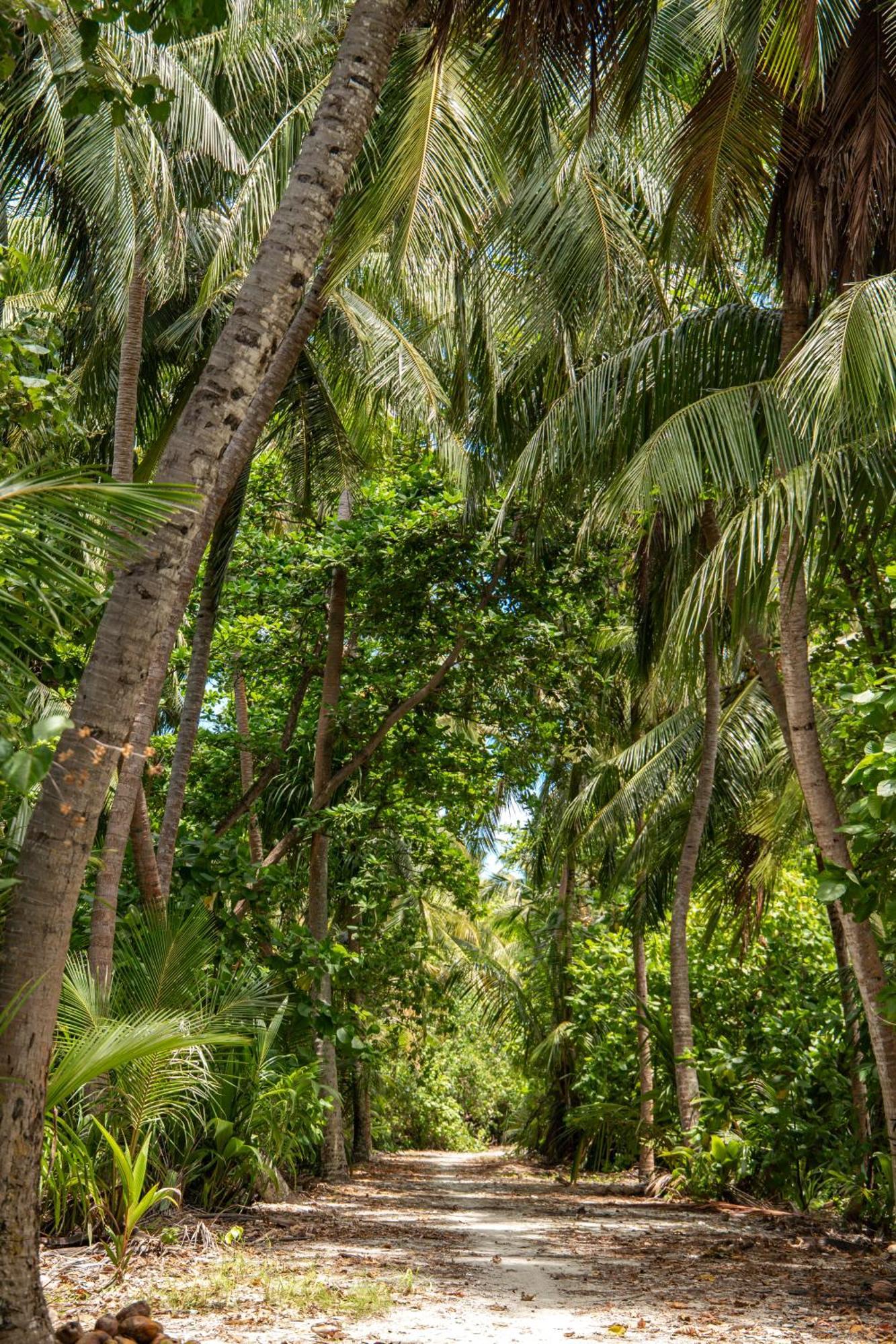 Hotel Tropical Tree Fehendhoo Exteriér fotografie